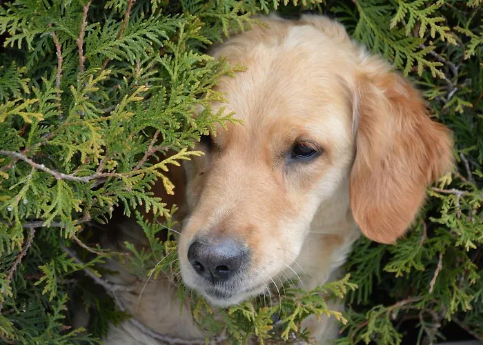 Krabacher Apartament *